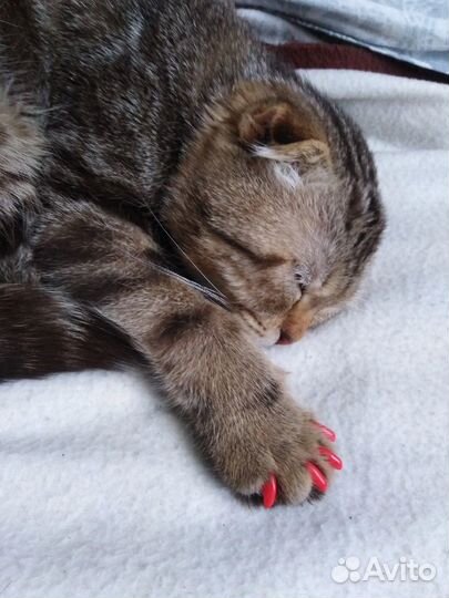 Шотландский кот