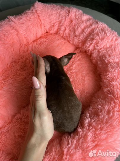 Тойчики мини, супермини и стандарт