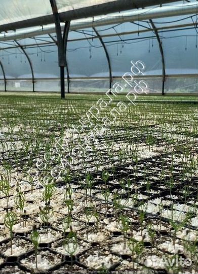 Закрытая система зкс сосна ель обыкновенная окс