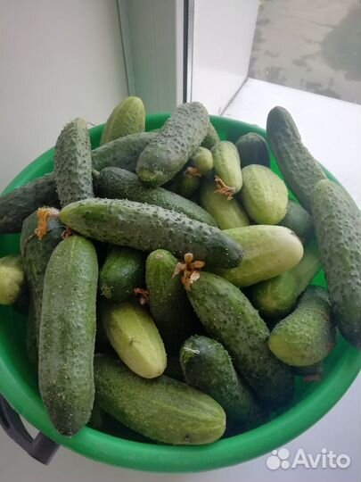Огурцы домашние
