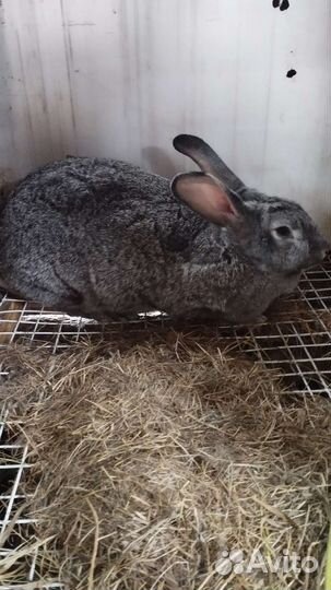 Кролики мясных пород