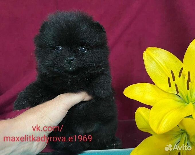 Померанский шпиц мини с документами