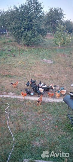 Молодые петухи