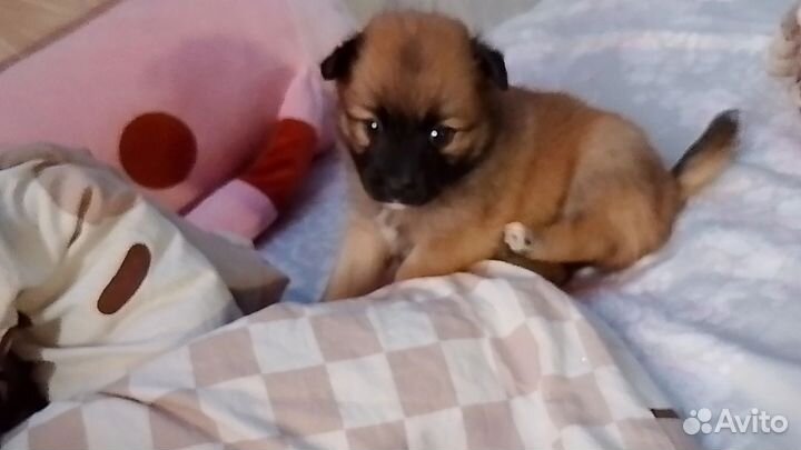 Щенки шпица