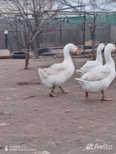 Гусь(Линда)