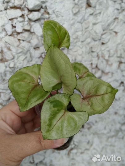 Сингониум Роксана, домашние растения