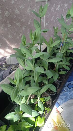 Эустома рассада