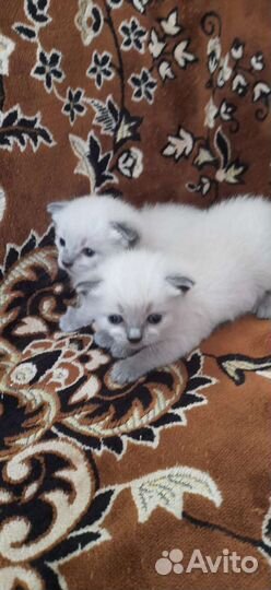 Кошка в дар