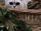 Продажа персидских котят объявление продам