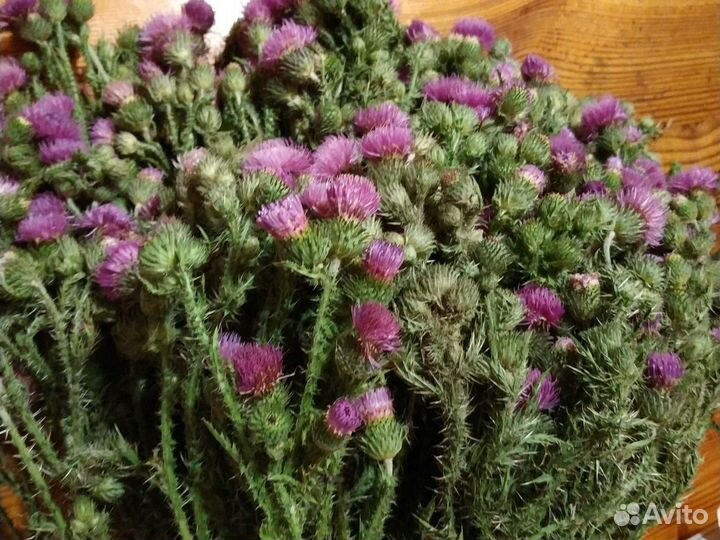 Чертополох сухоцвет букет