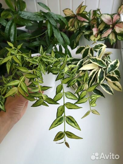 Хойя Белла Луис Буис, Aн-074, Лиза, Акута 997