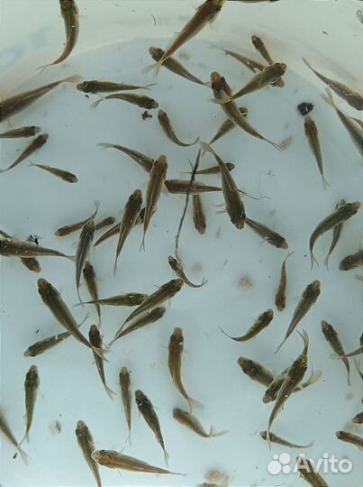 Малек карпа для зарыбления