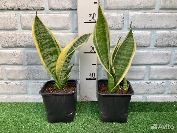 Сансевиерия из питомника растений
