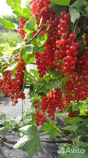 Саженцы красной смородины