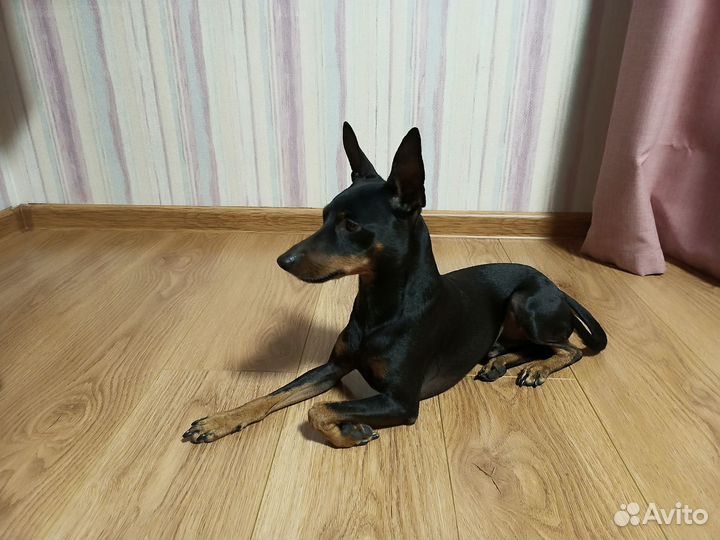 Вязка цвергпинчер
