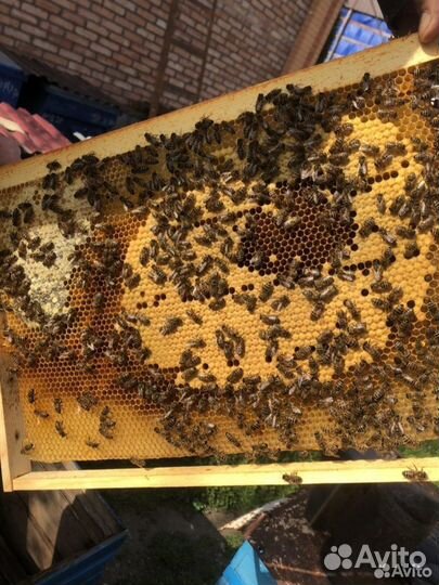 Пчелы и улья