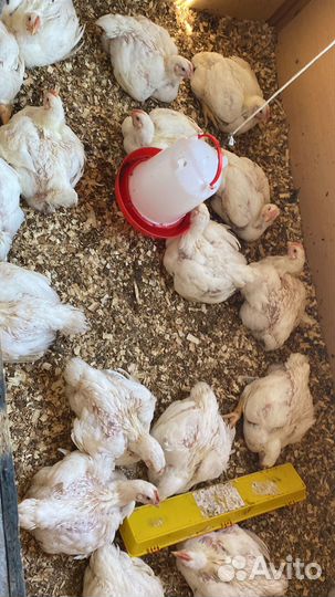Цыпленок домашнего бройлера (курица)