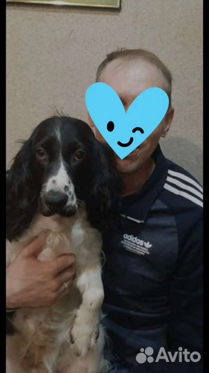 Русский спаниель