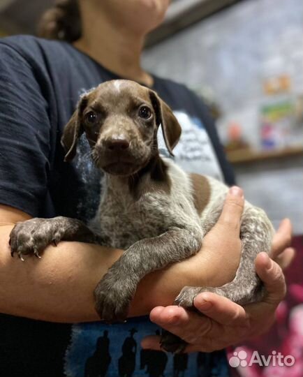Курцхаар щенок в дар очень активным людям