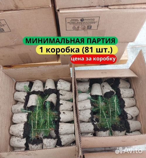 Саженцы сосны обыкновенной зкс от производителя