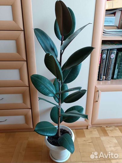 Фикусы каучуконосные разной высоты
