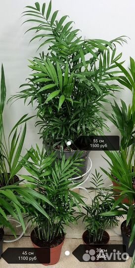 Пальма Хамедорея Элеганс, комнатные растения