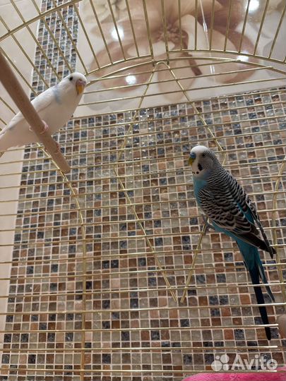 Волнистые попугаи