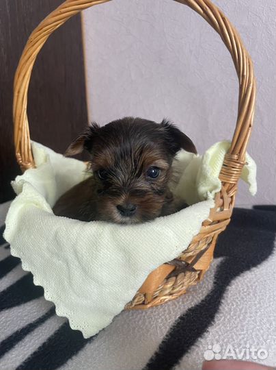 Йоркширский терьер