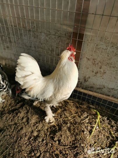 Петушки и курочки Карликовой породы