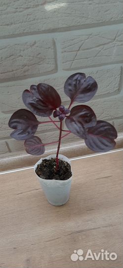 Ирезине хербста