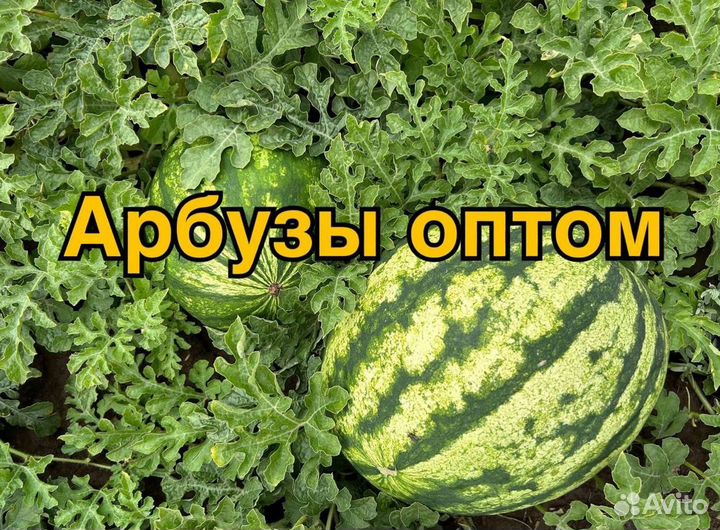 Арбуз Оптом