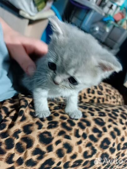 Отдам в добрые руки