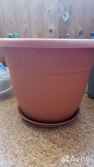 Замиокулькас большой