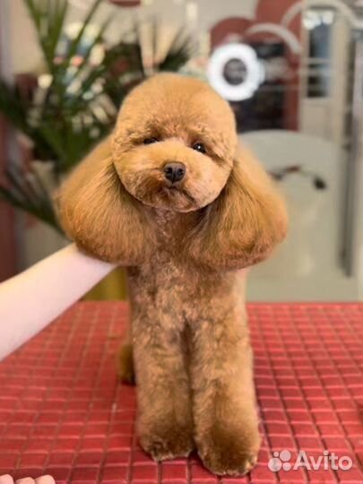 Стрижка пуделей в азиатском стиле и тедди