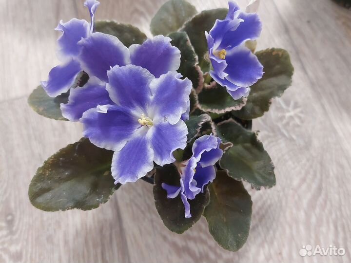 Сортовые фиалки цветущие