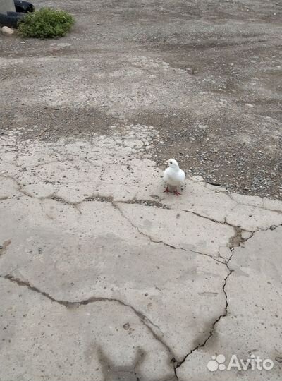 Продам голубя