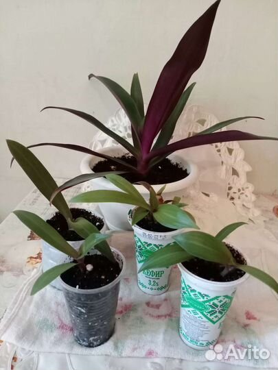 Традесканция Рео