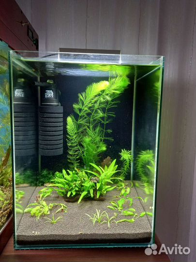Аквариум