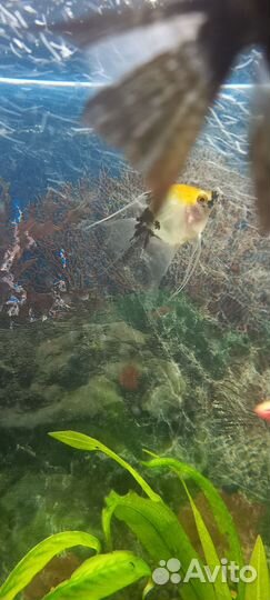 Аквариумные рыбки