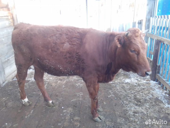 Телки нетели