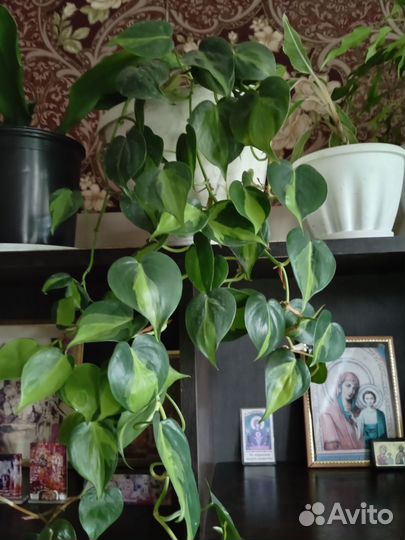 Филодендрон бразильский