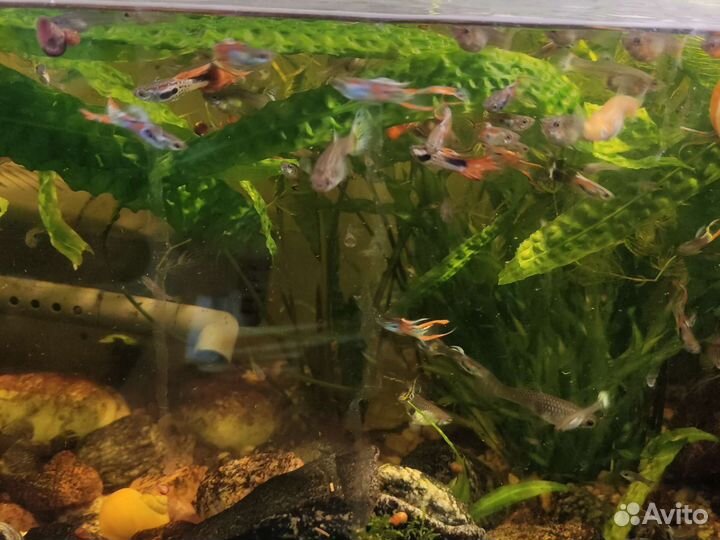 Аквариумные рыбки гуппи