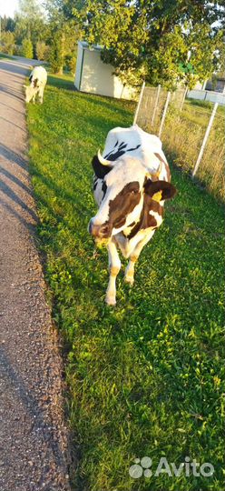 Корова дойная