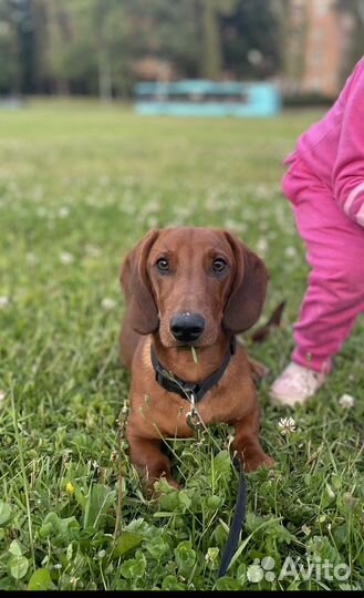 Щенок Таксы