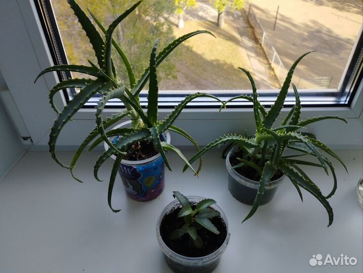 Алоэ и канхоэ