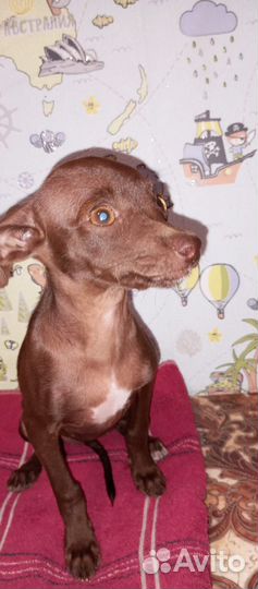 Маленькая собака