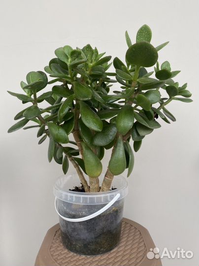 Красула овата