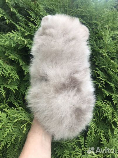 Щенки померанского шпица мерле лиловая Королева