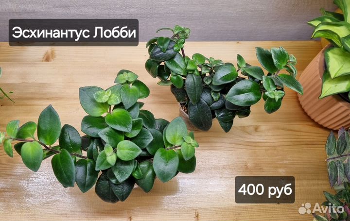 Растения разные