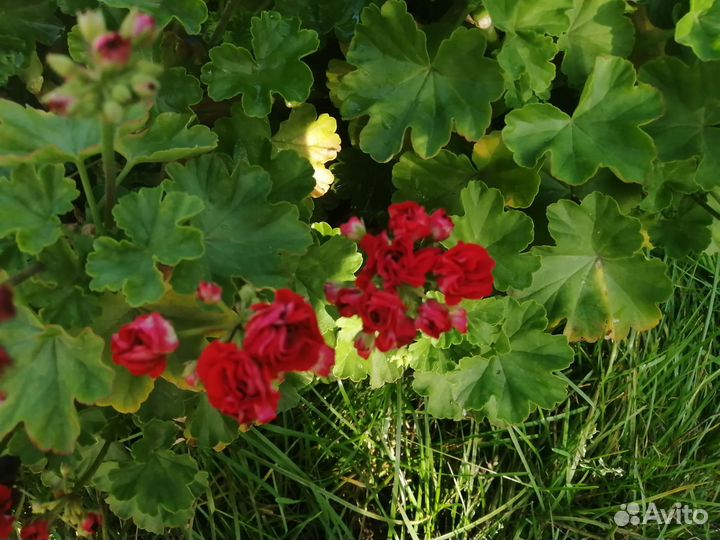 Пеларгония герань розебудная